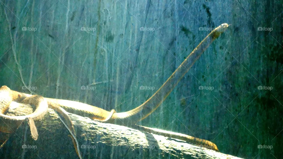 Snake