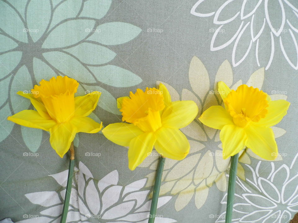 beautiful yellow flowers and sofa background