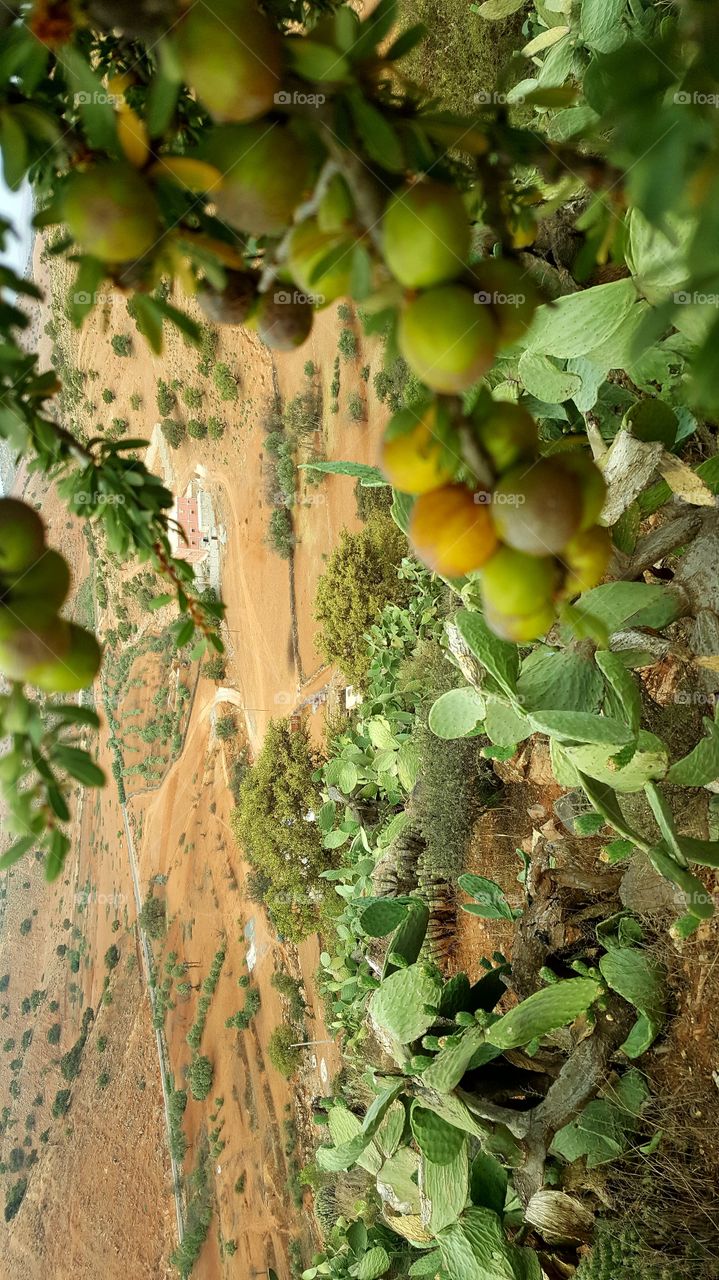 ARGAN grain tree nature