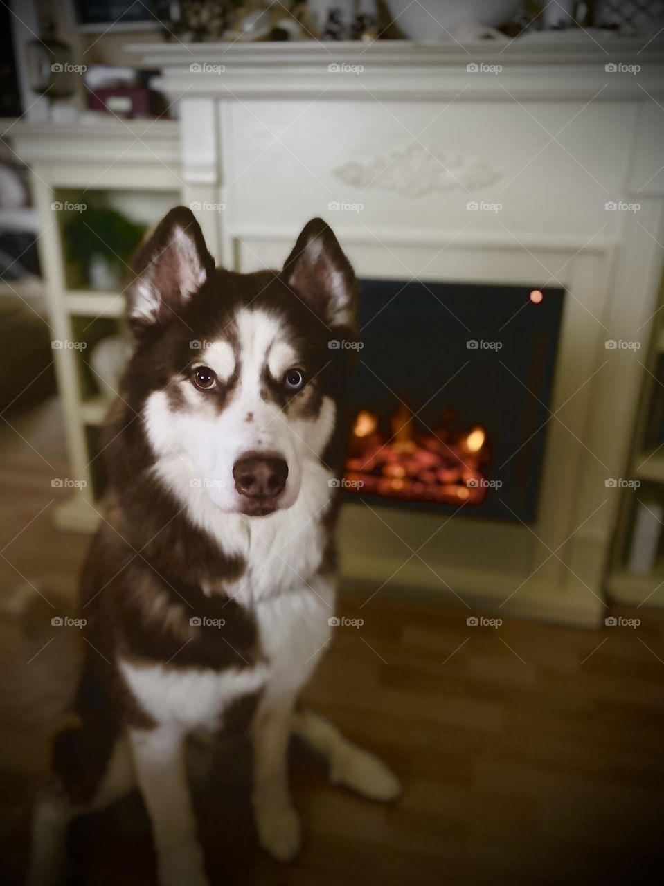 My dog being absolutely adorable next to the fireplace.