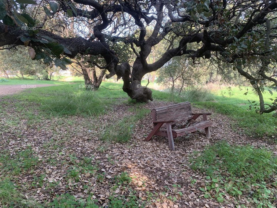 A wooden old bench under oak tree at fall time