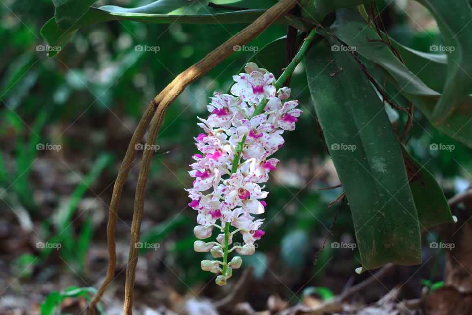 blossom Orchid, Rhynchostylis gigantea