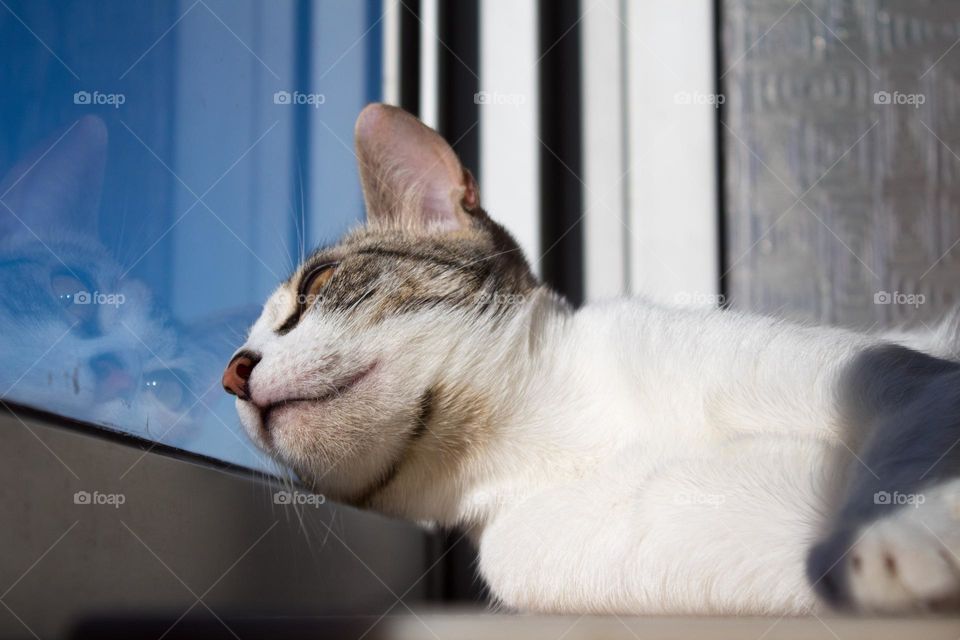 Cat dreams, best cats, pets, cat looks in the window
