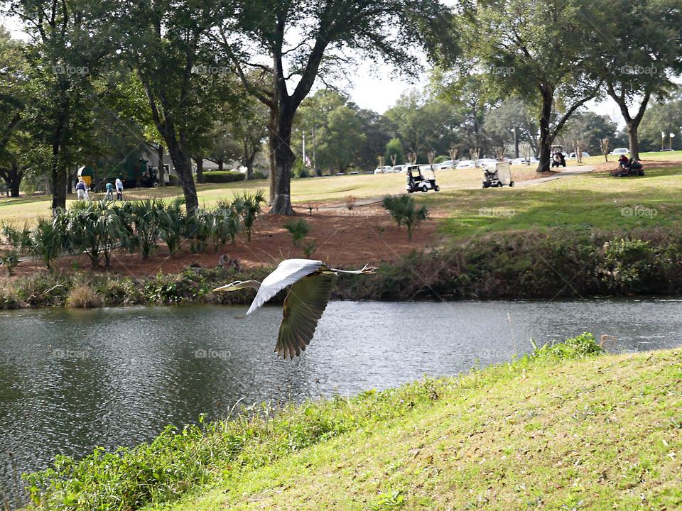 Best of 2021: Nature - A  large White Heron, wings flapping as he soars across the golf course lake