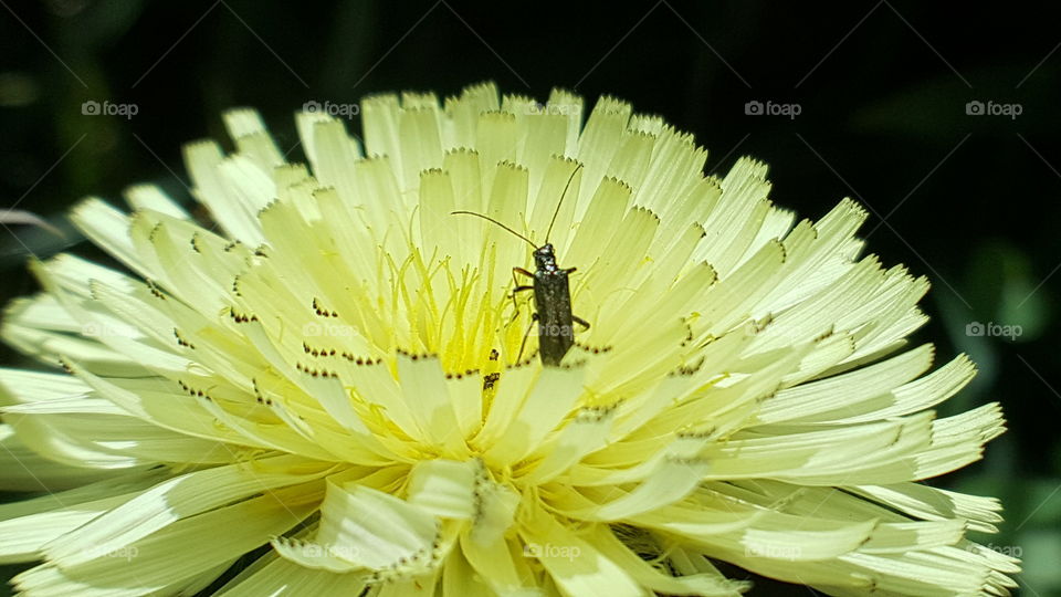 insect on a yellow flower