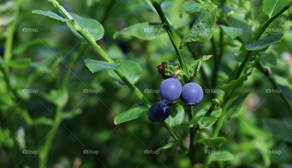 Swedish blueberries.