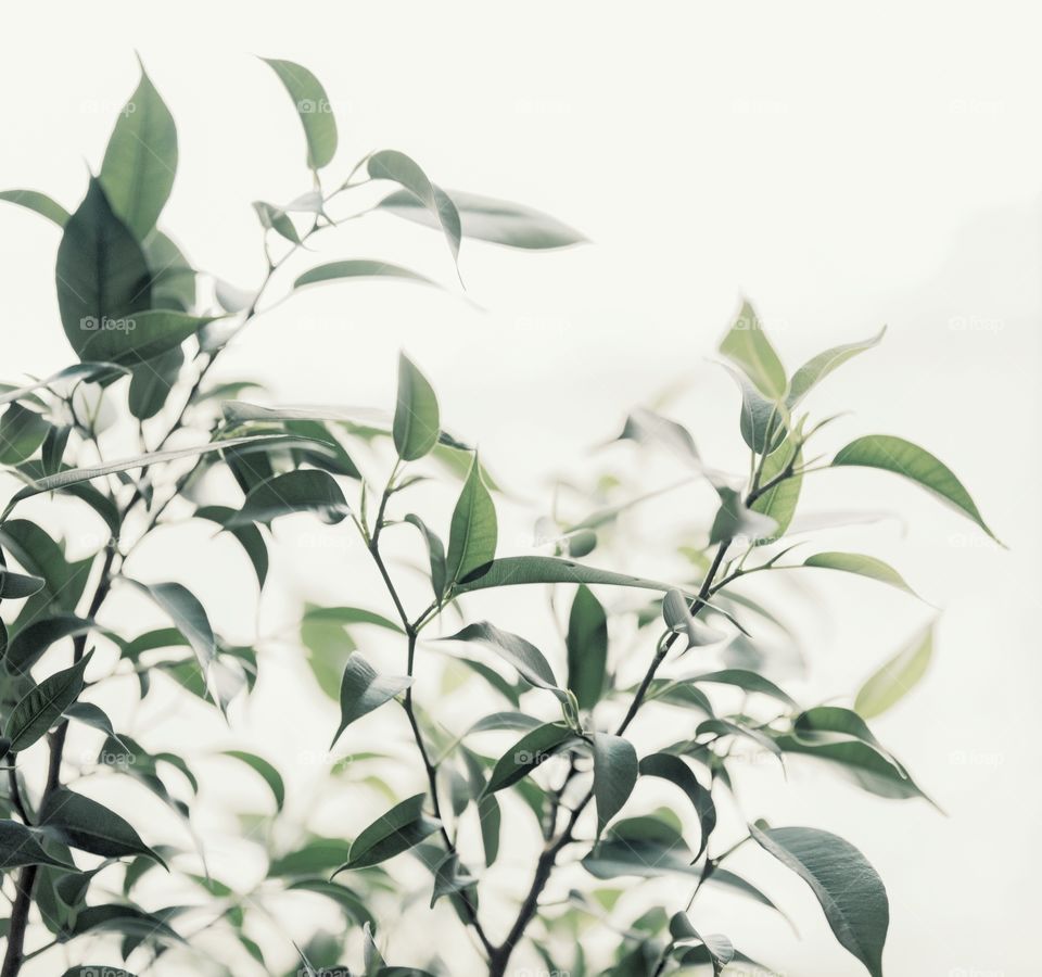Branch green leaves close-up macro texture abstract light bokeh background