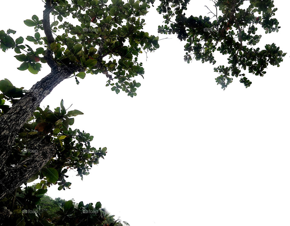 tree with white background