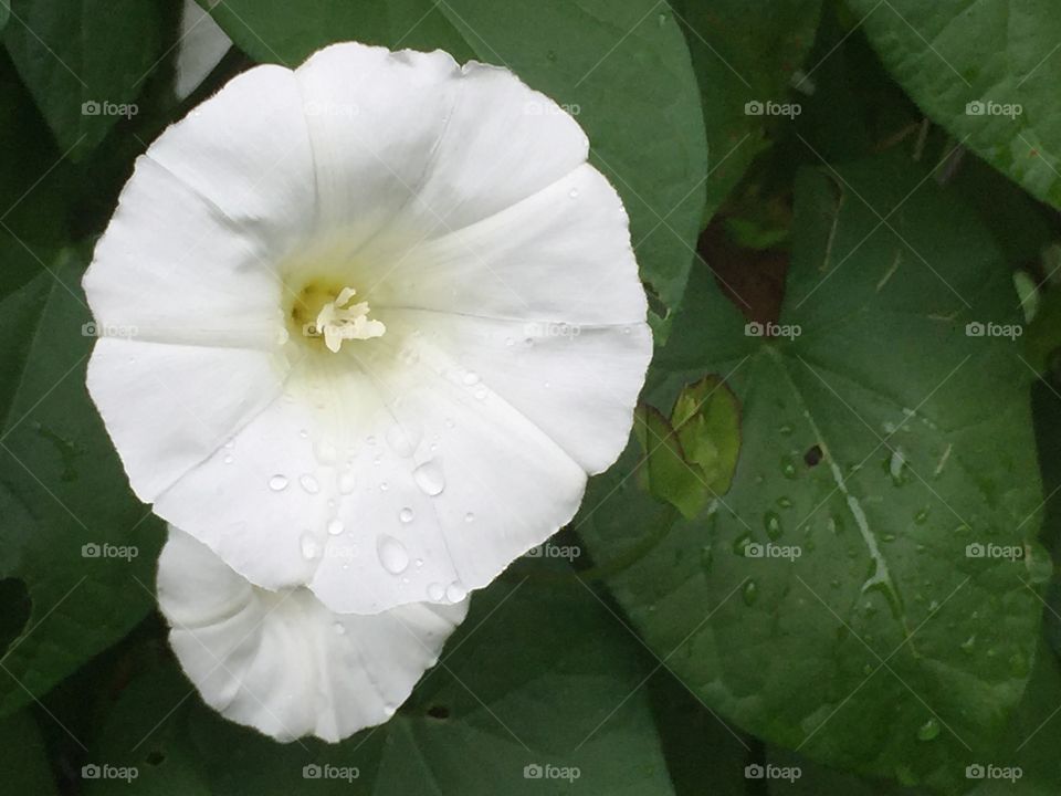 White morning glory 