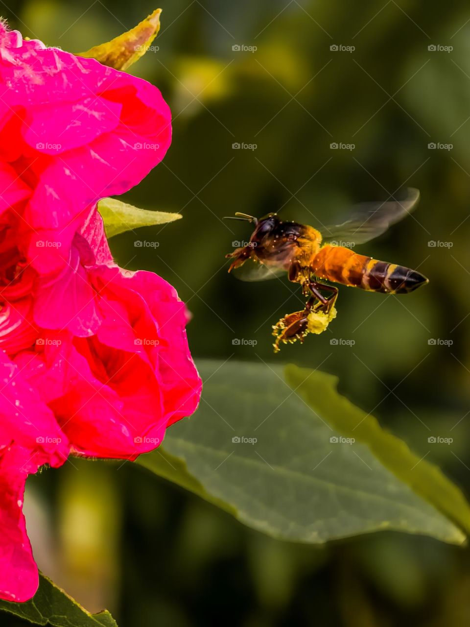 Bee collecting nectar from pollen flower