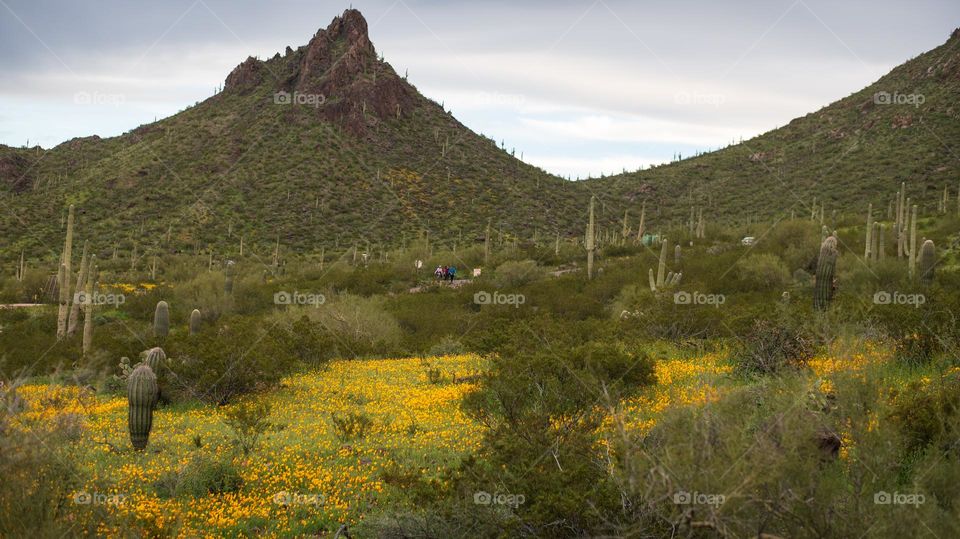 Wildflowers in the desert 