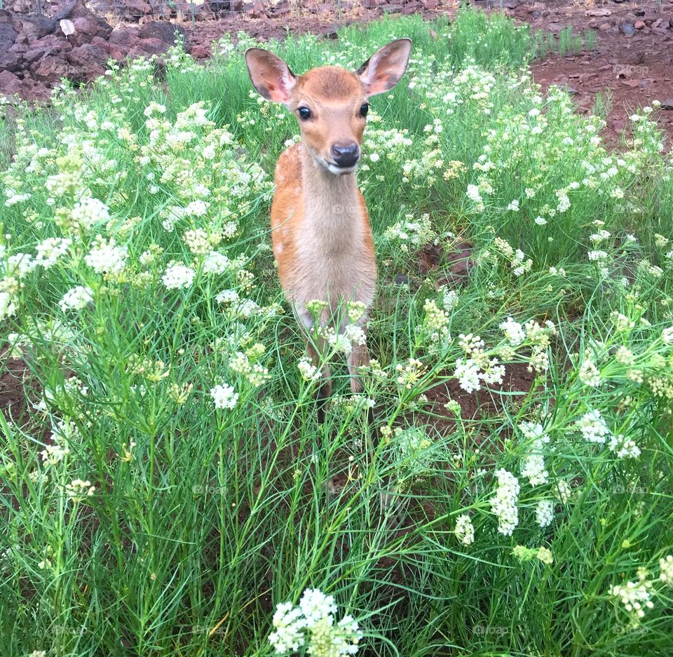 bambino deer 