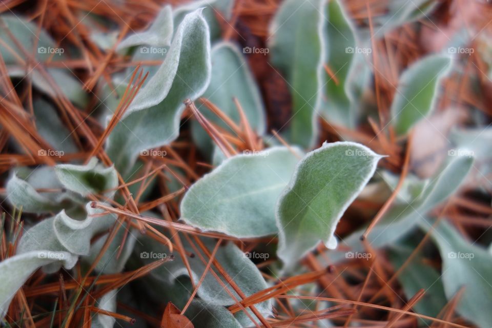 ~iKandiPhotography~ Fuzzy Leaves & Pine Needles 