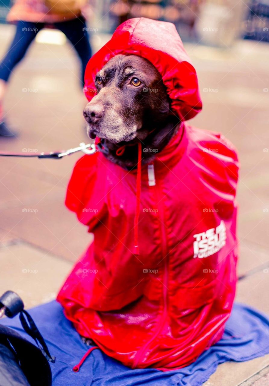 Dog In a raincoat 