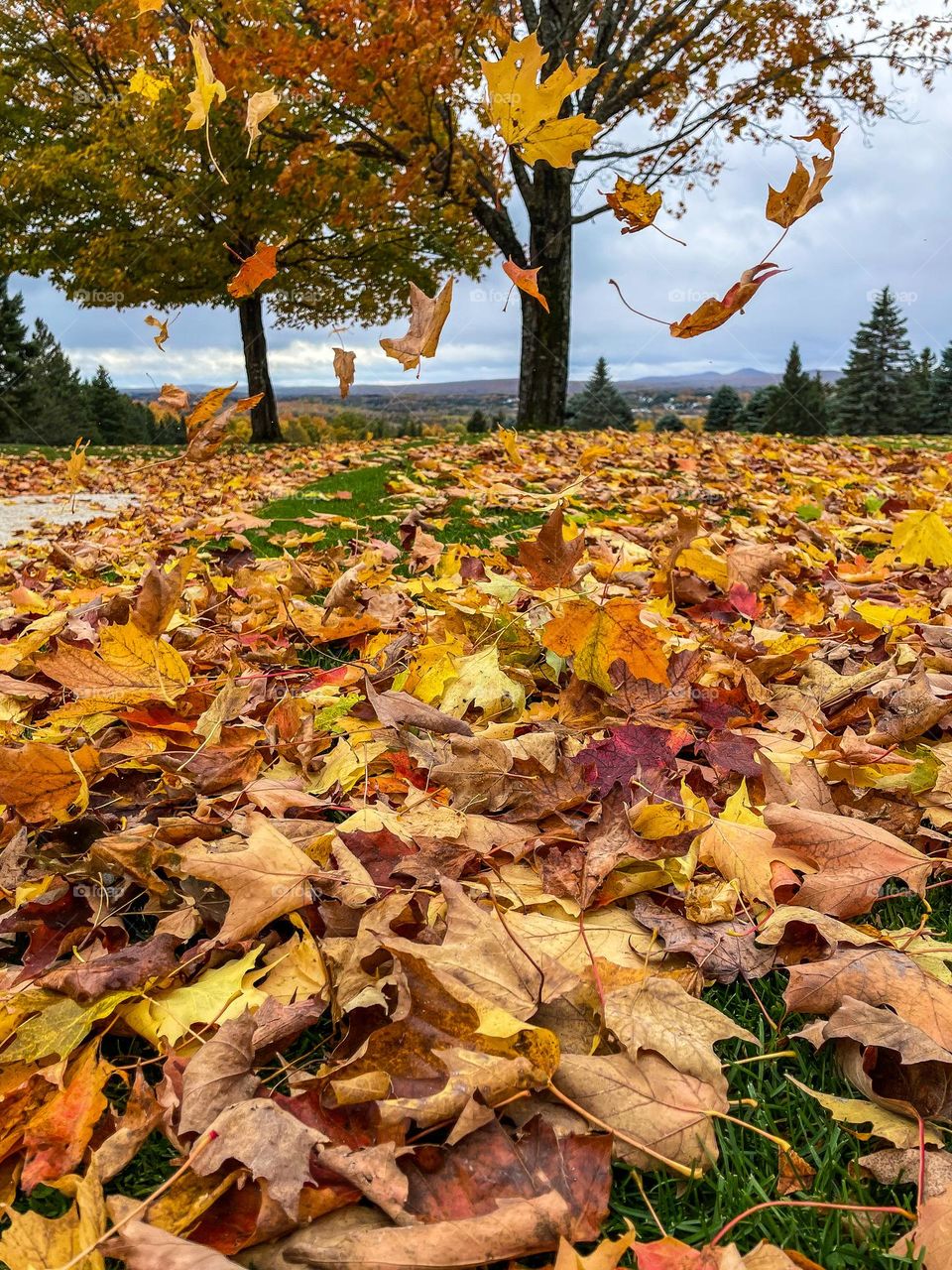 Blustery Day.  Autumn winds blow gathered leaves about as more drift down on an overcast Fall day.