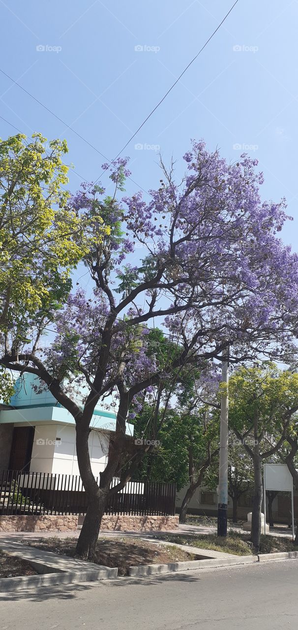 árbol florecido