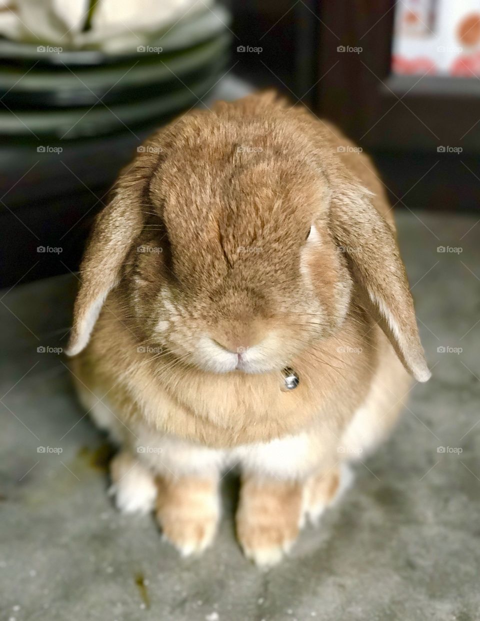 Rabbit bunny sitting