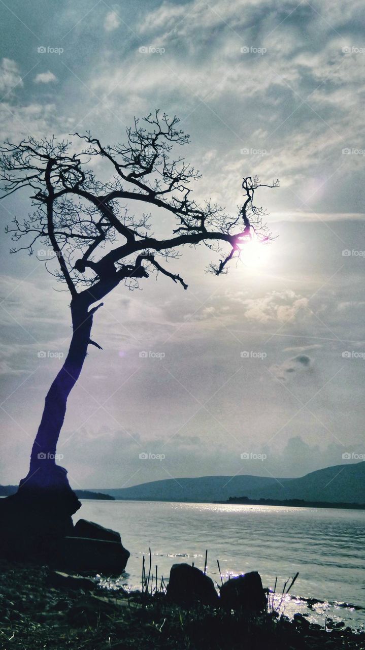 Beautiful sun coming down on the tree in the loch