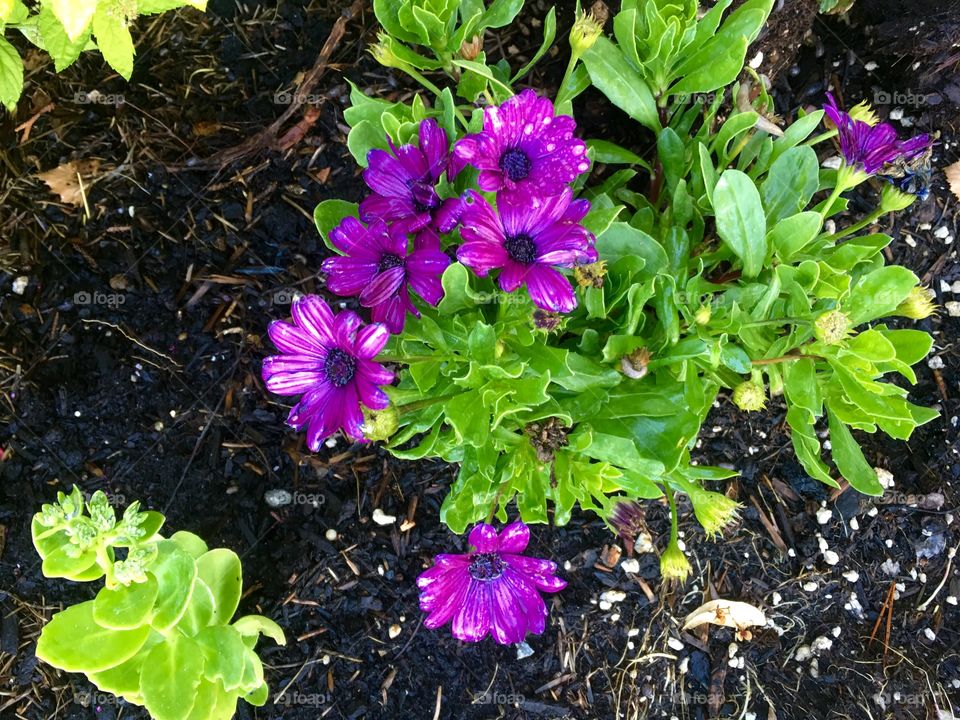 Purple flowers