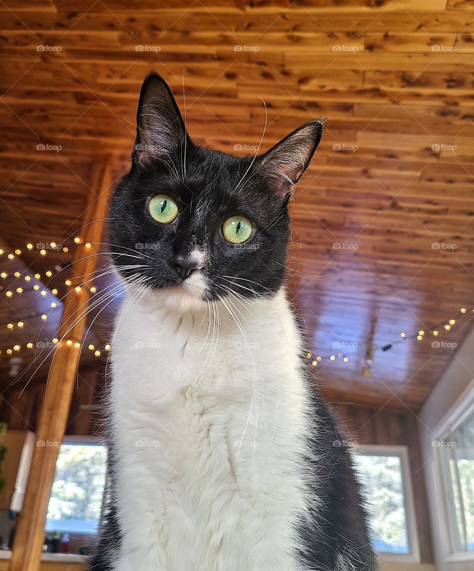 Mischievous kitten exploring the cabin