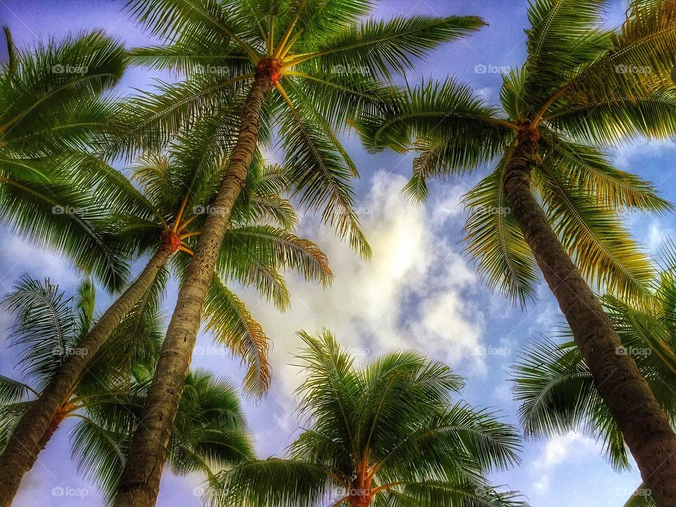 Coconut palms