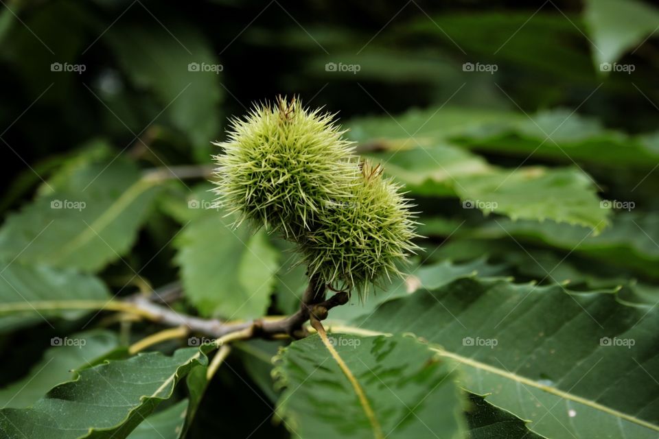 chestnuts, tree with chestnuts