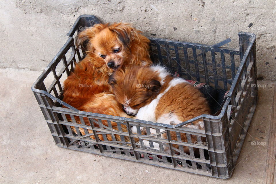 Beautiful small dogs mother and son in a plastic box