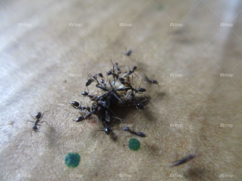 working ants