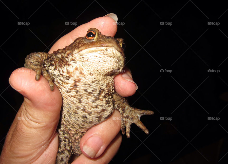 Hand holding frog.