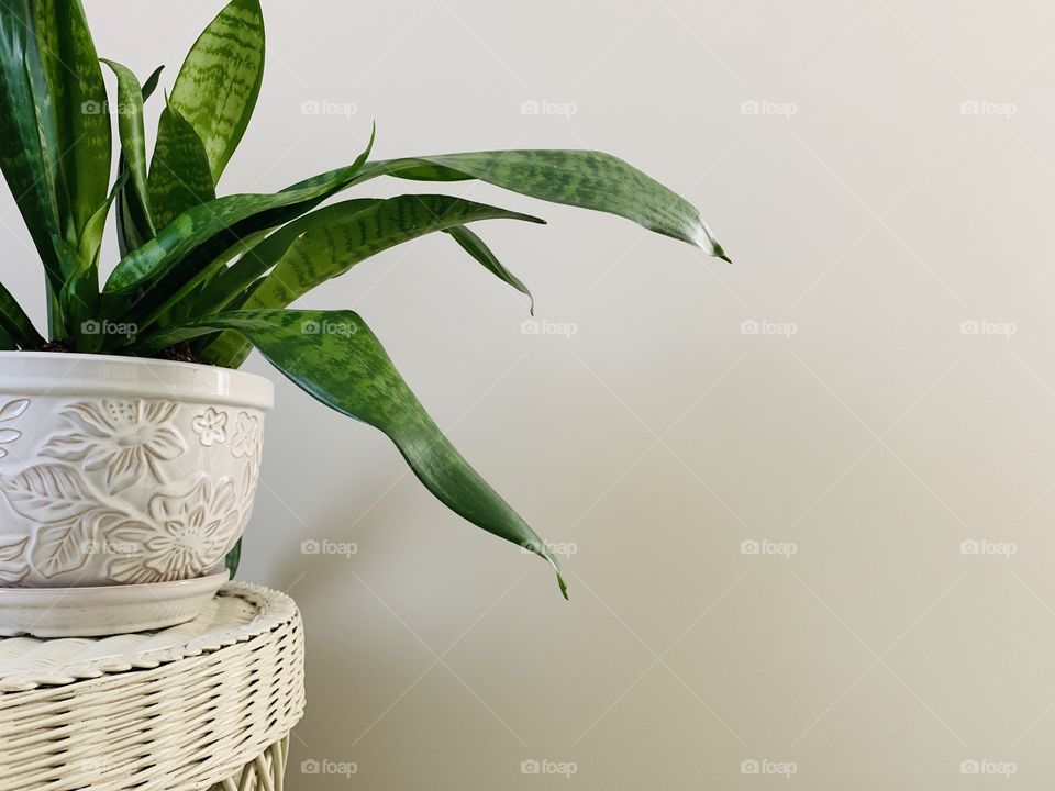 Snake plant in a neutral color decorative ceramic pot on - neutral-toned wicker surface against a grey-beige wall