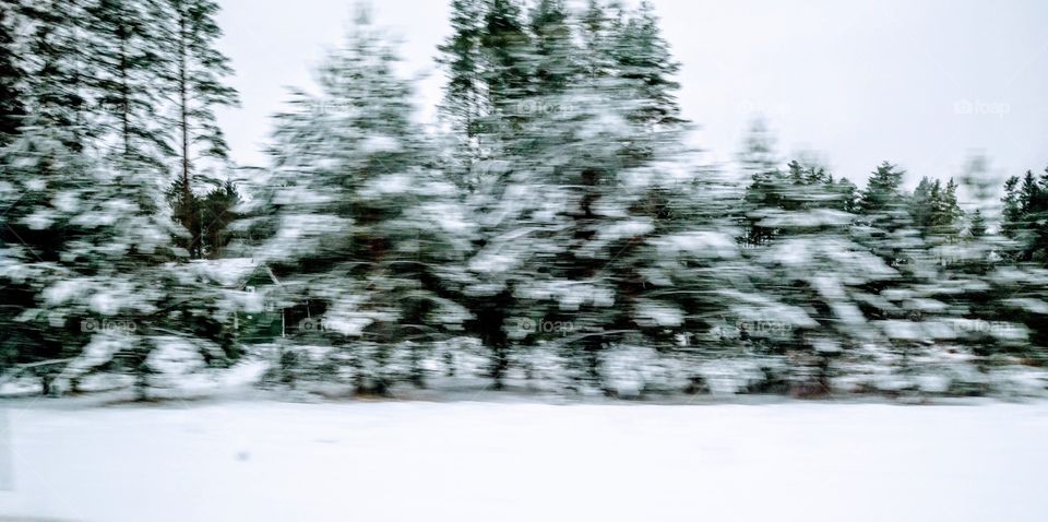 Forest in winter. Photo taken in motion. Narva. Estonia