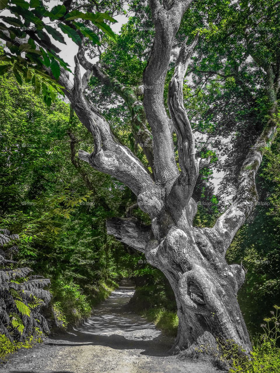 Oak tree on the Lost Gardens of heligan Cornwall 