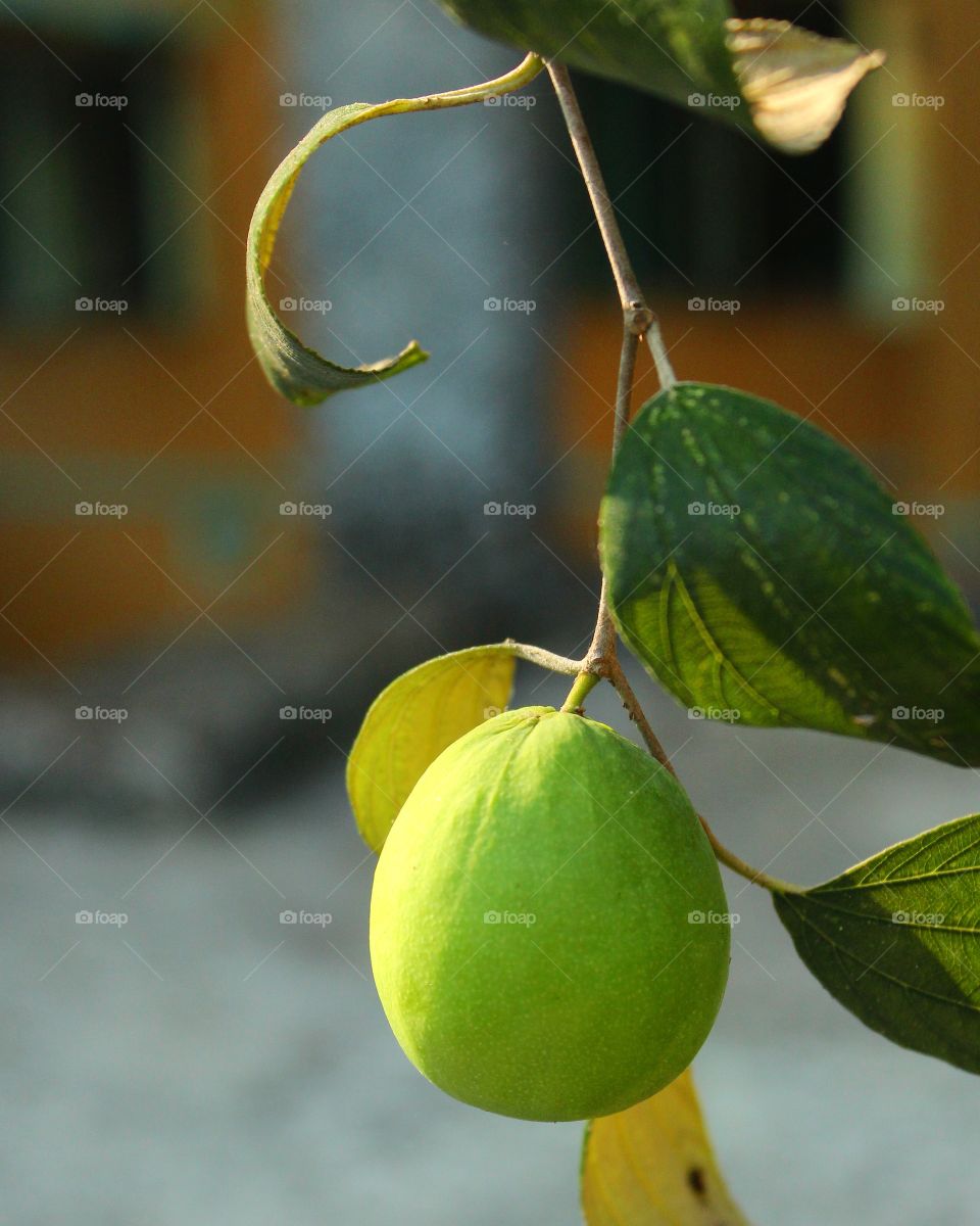 Delicious Jujube Fruit