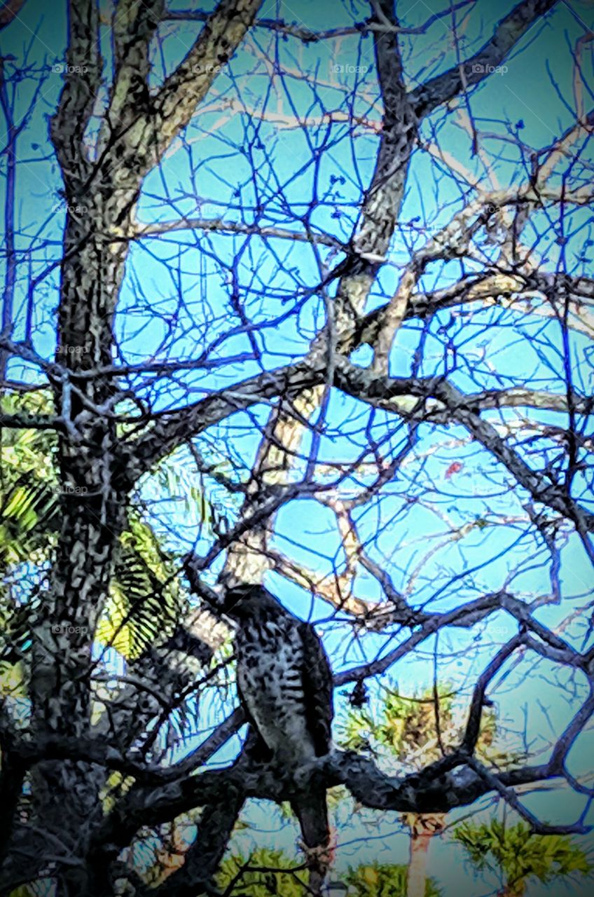 Mr Bird Peeper in a Tree