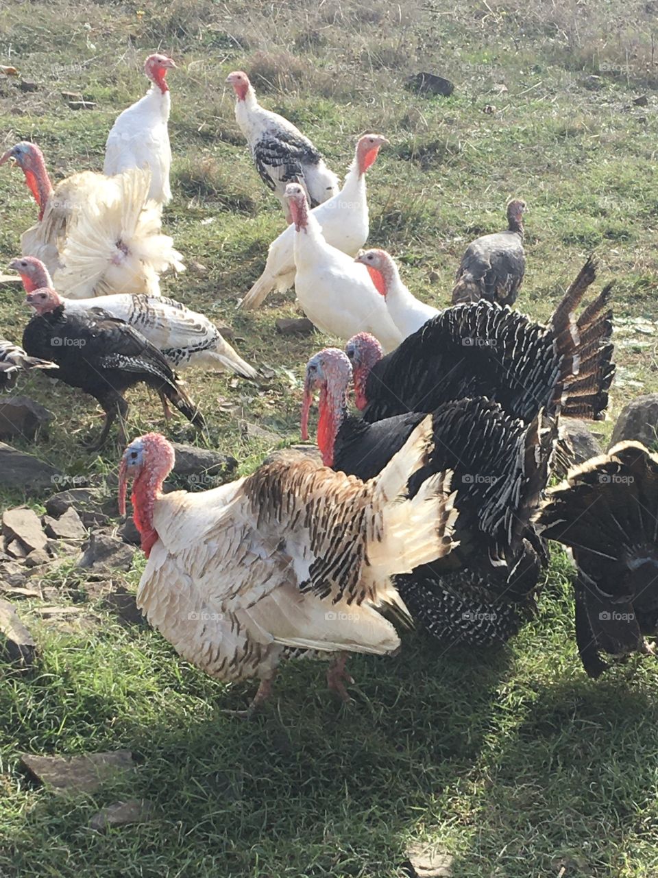 Turkeys in open fields