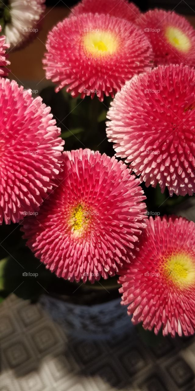 pink flowers