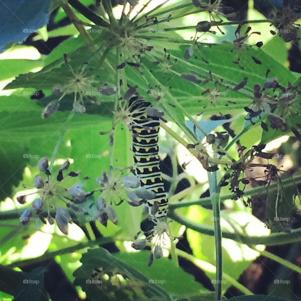 Caterpillar in Central Park