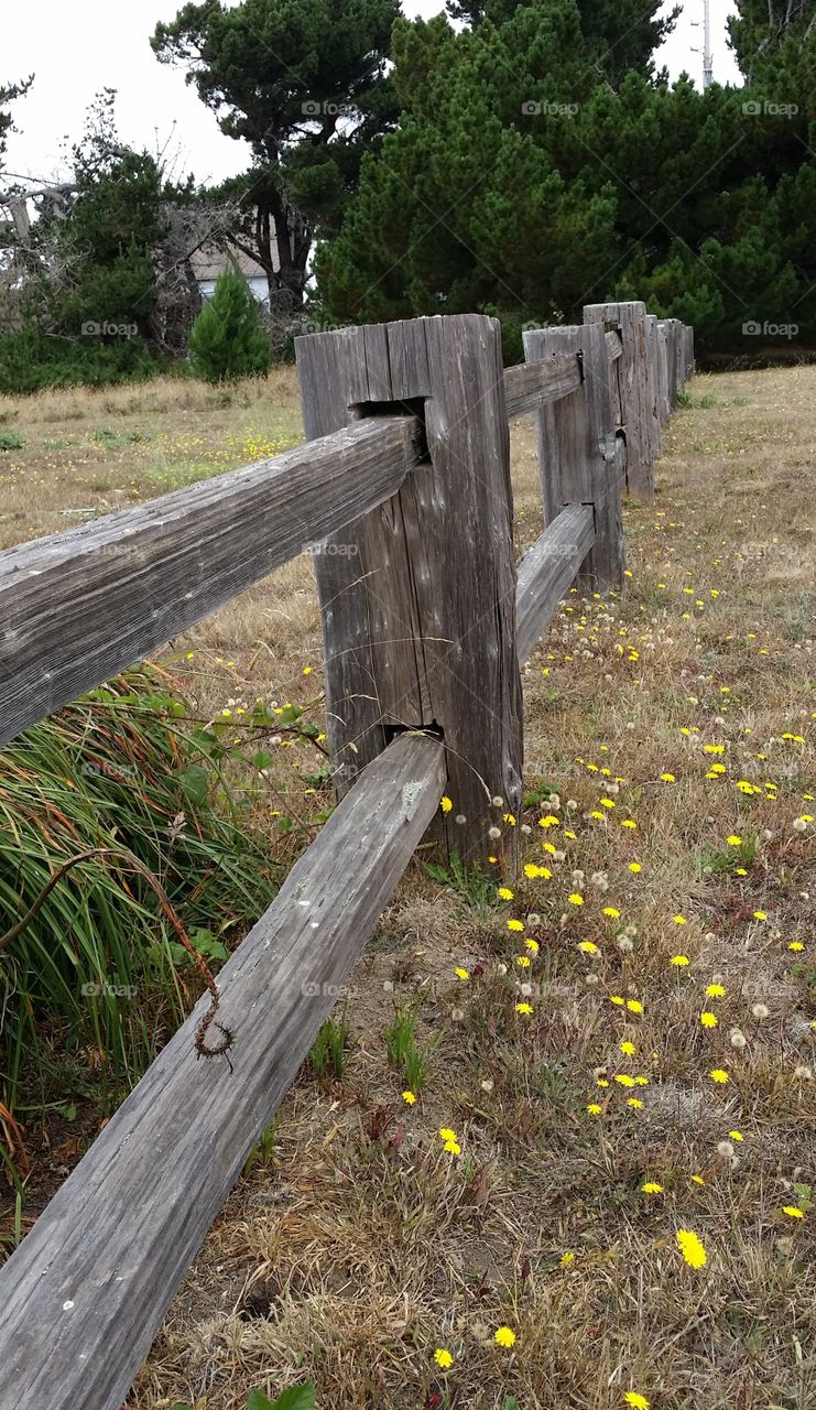 Irish Beach Fence