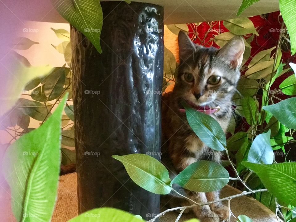 Fun animals in our daily life / Cute kitty cat 