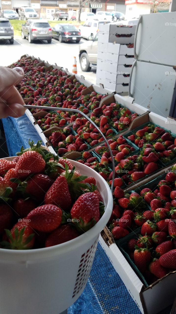 Bucket of Strawberries at Strawberry Stand