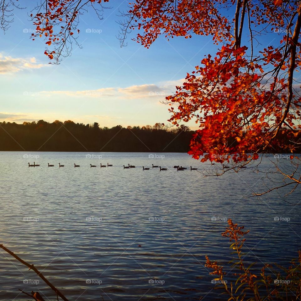 A row of ducks swims serenely along in calm waters, as the sun sets peacefully over the trees. The autumn air is cool, and the trees glow with a fire as the leaves change colors.