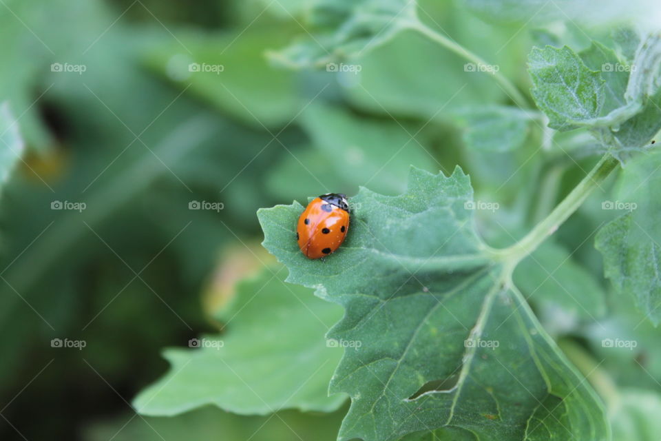 Insects, flowers, bee, ladybug, plants, bright colors, greenery, grass, summer,