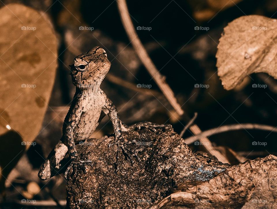 Oriental garden lizard  - closeup