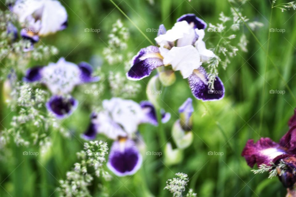 Irises in the morning