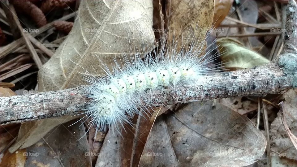 Nature, Closeup, Sharp, Outdoors, No Person