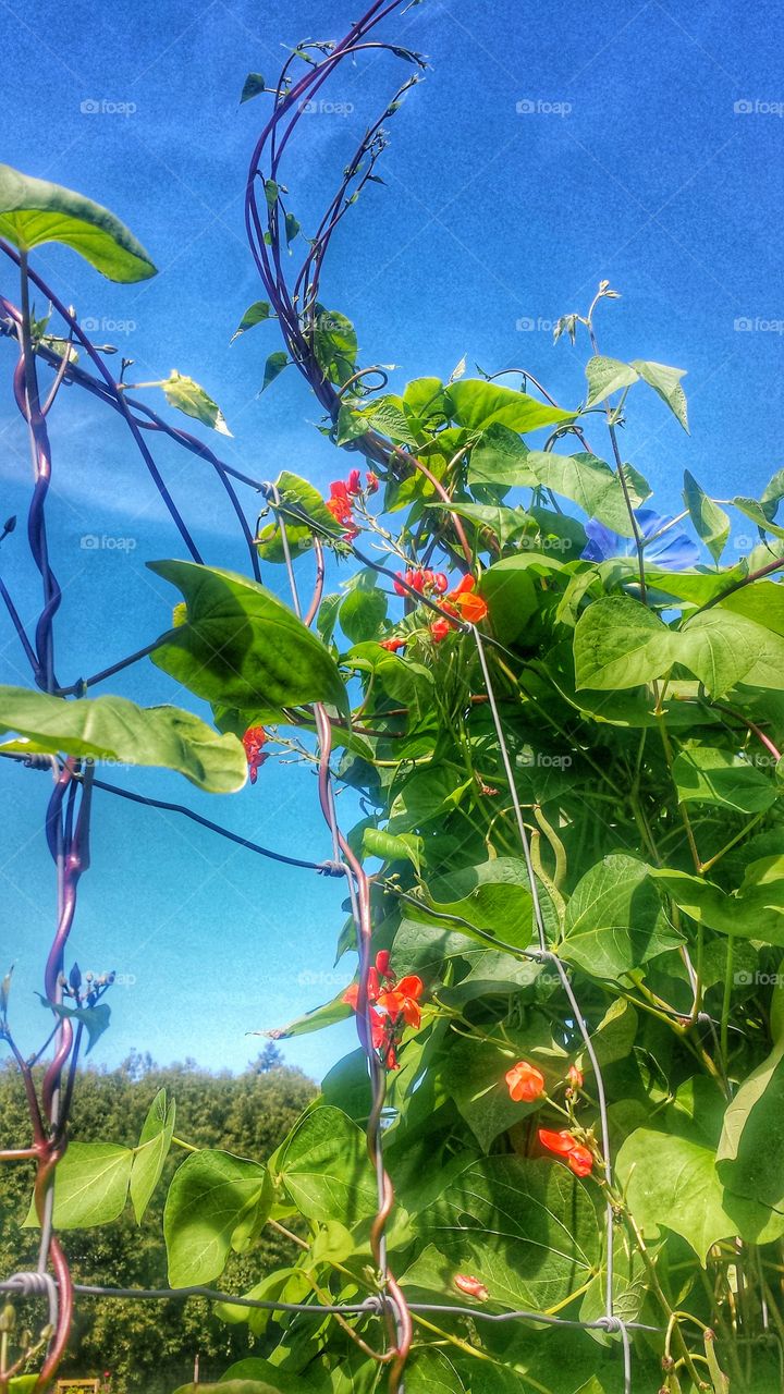 Nature. Vines Around Wire Fence 