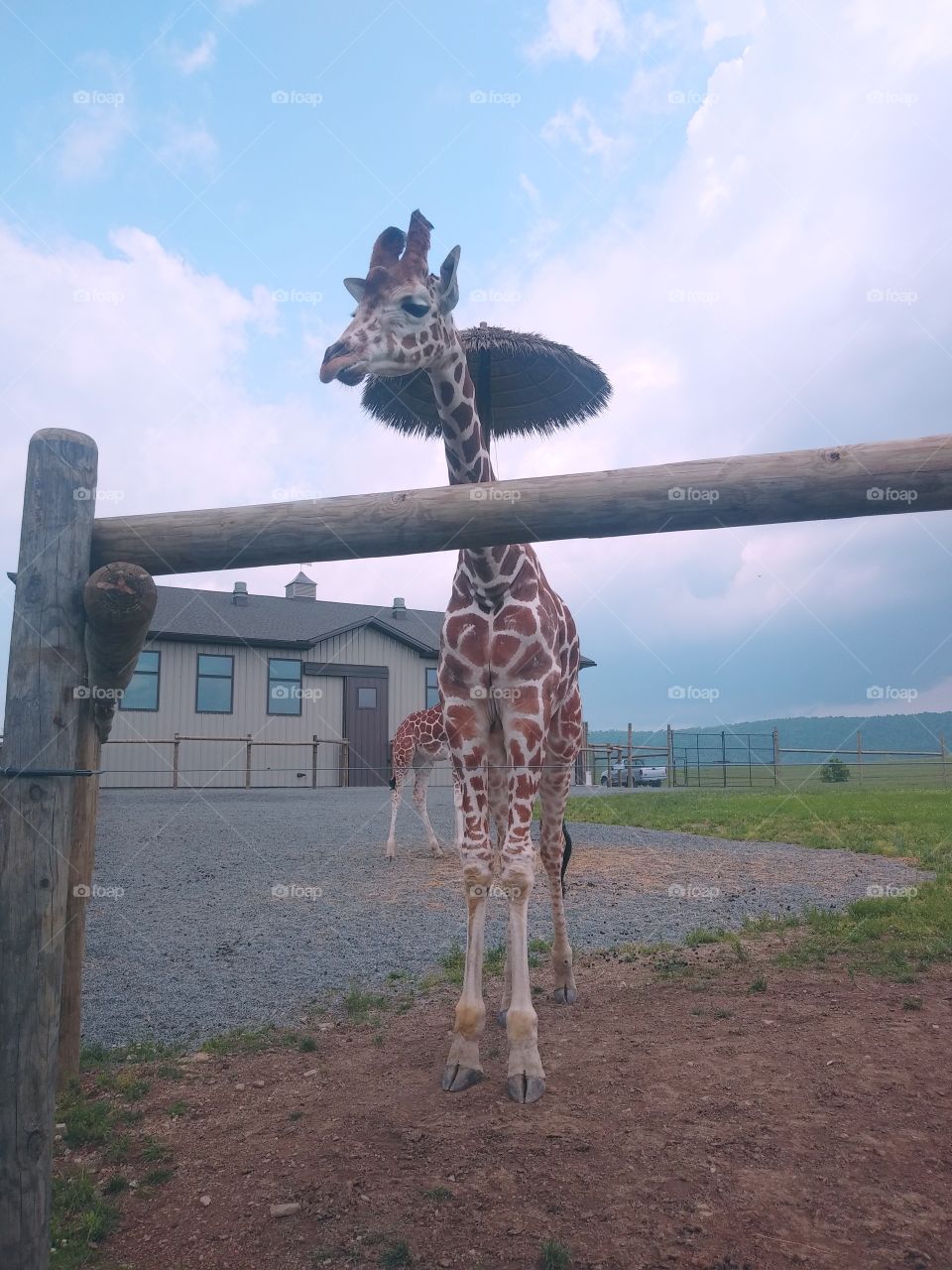 Lake Tobias in PA where you can have animal interaction or to visually see the amazing wildlife of the world. Similar to a zoo not as big tho. Yes, I pet the giraffe!!!