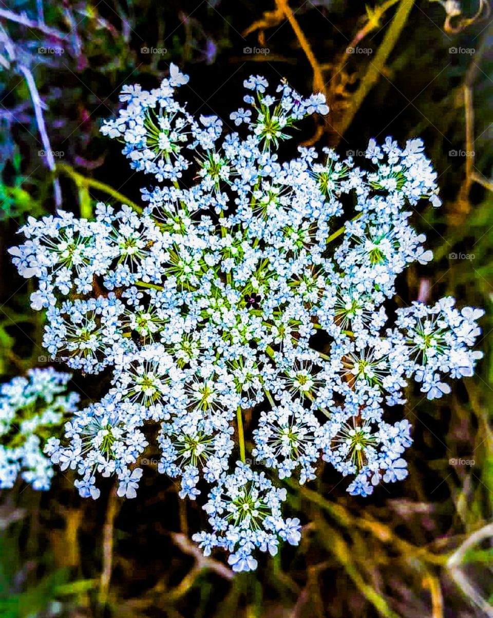 A flower like a snowflake