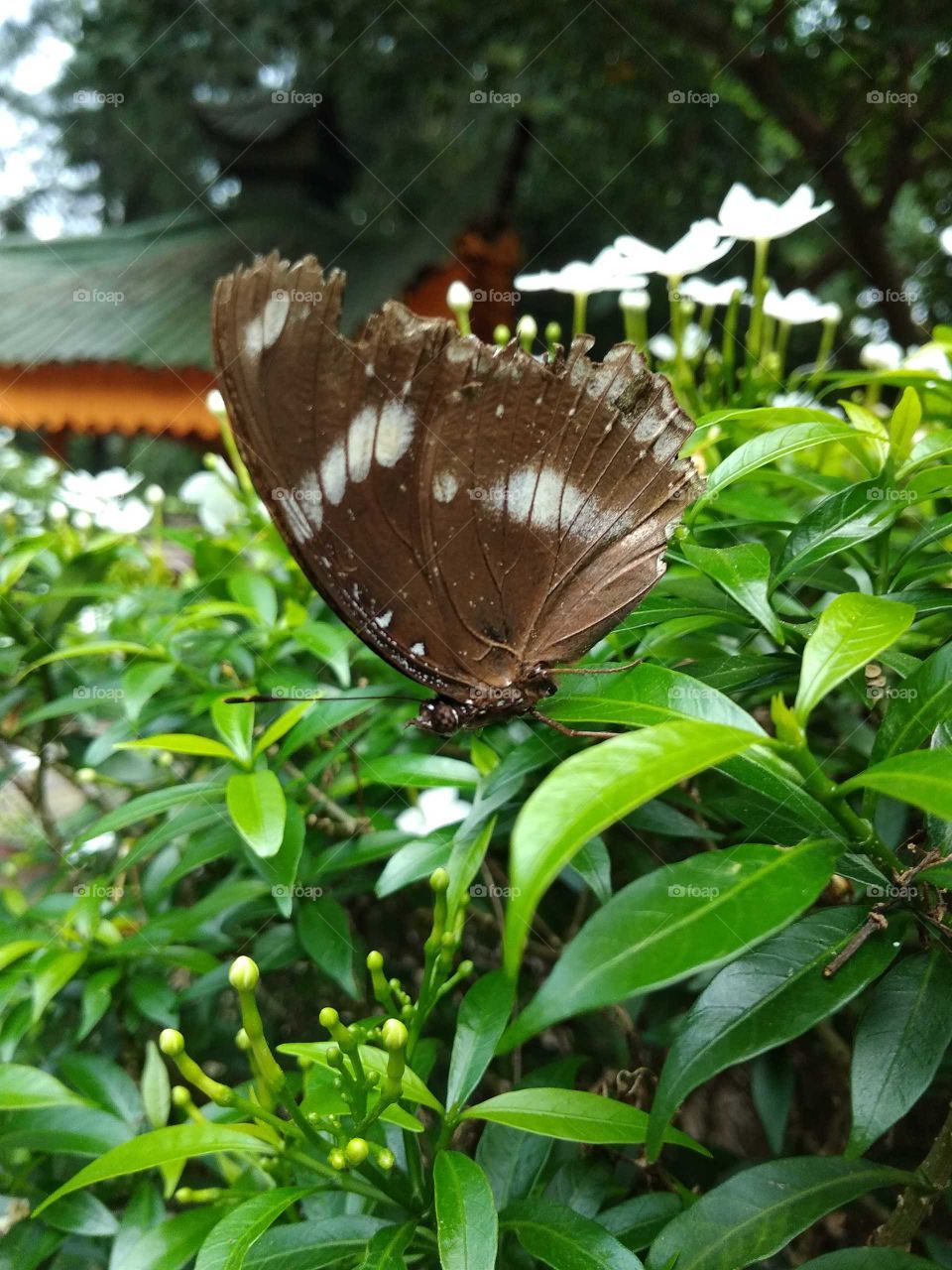 butterfly garden in nature