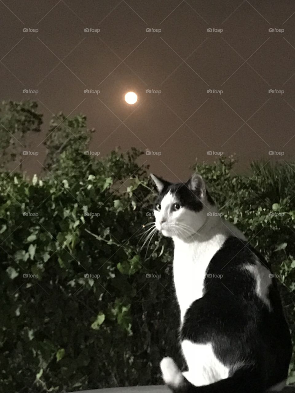 Moon and cat 